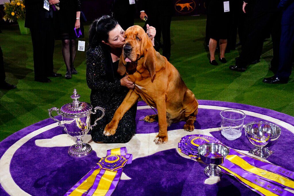 Westminster Dog Show